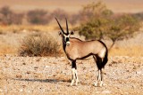 Přímorožci žijí v namibijských pouštích a polopouštích