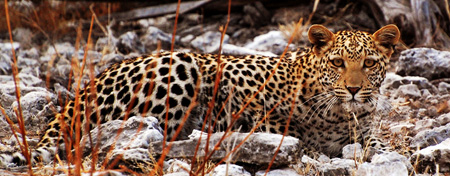 Ethosha a nádherný mladý leopard