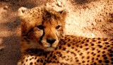Gepard