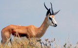 springbok