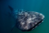 Mírumilovný obr - žralok velrybí