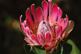 Protea