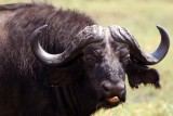 Chobe v Botswaně je rájem i pro buvoly