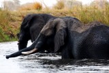 Botswana, Chobe a sloni k sobě neodmyslitelně patří
