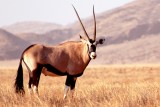 Přímorožce najdete i v namibijských pouštích 