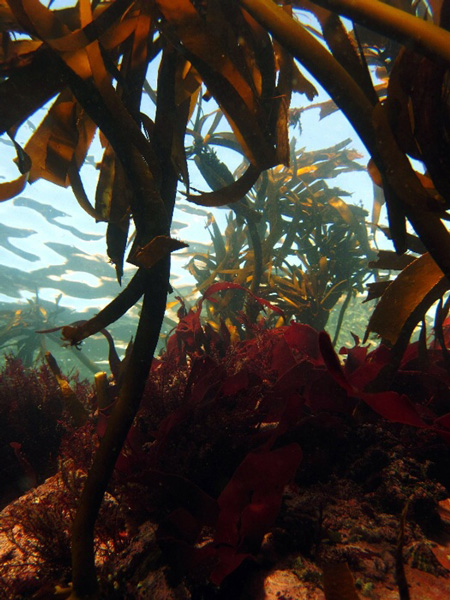 kelpy