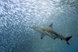 Sardine run